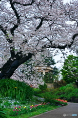 山手の桜Ⅱ