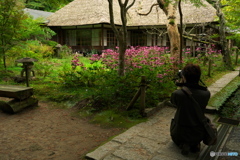 良いの撮れましたか38(浄智寺）