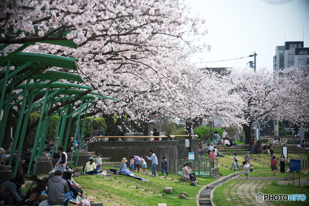 それぞれのお花見