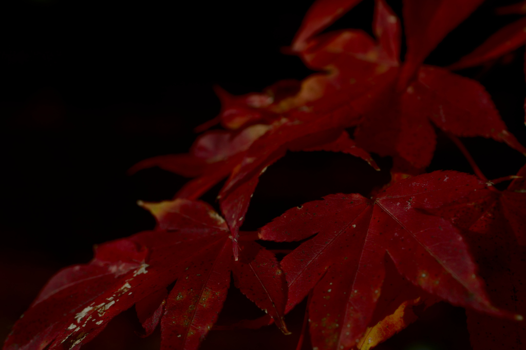 紅