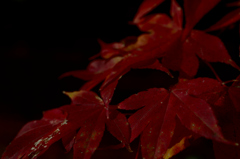 紅