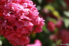 六甲山の花