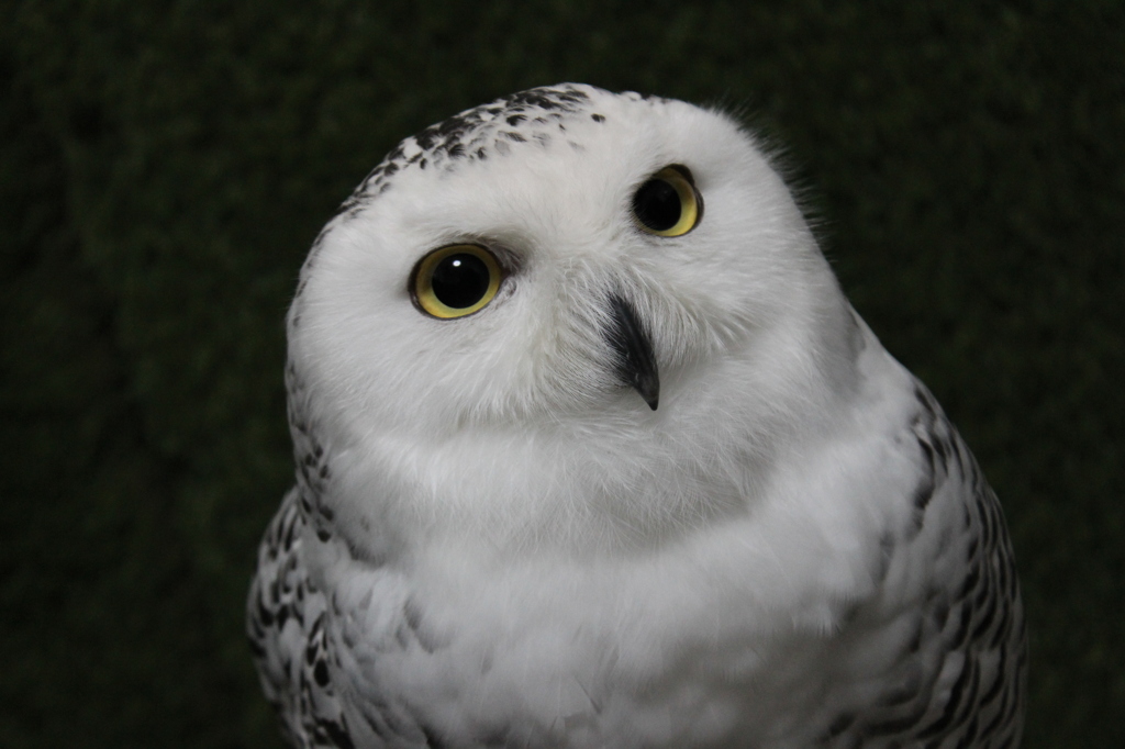 おとなしいフクロウ