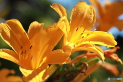 六甲山の花