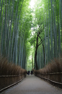 竹林の道