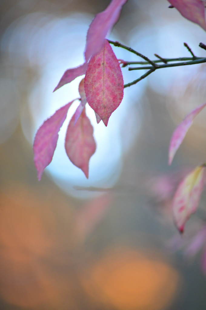 紅と橙