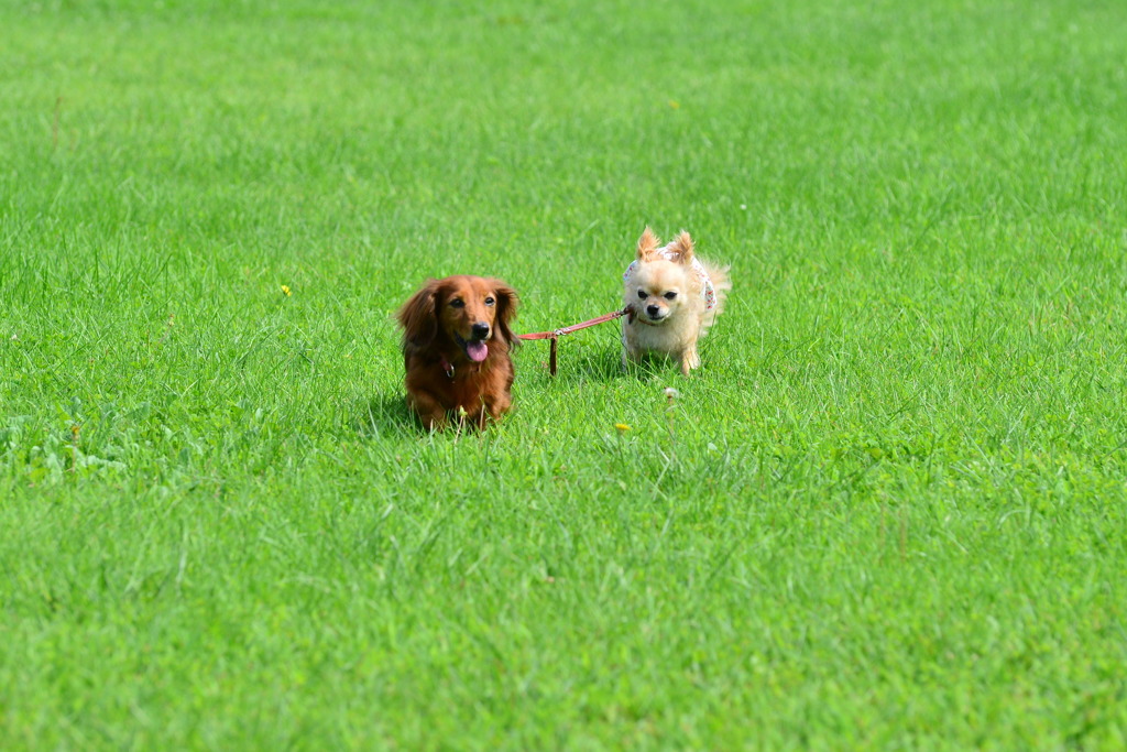 二犬八脚