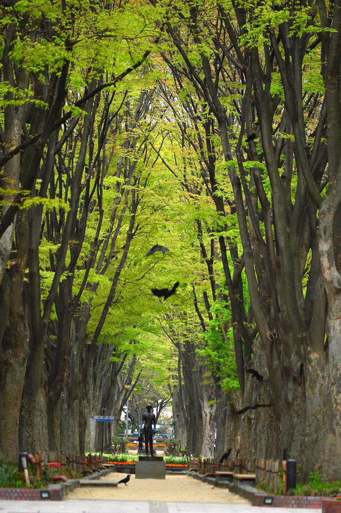 初夏、定禅寺通り