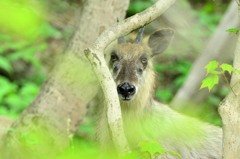 森で出遭う