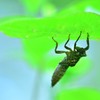葉裏のヤゴ