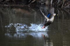 立つ鳥