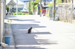 住宅地のお昼