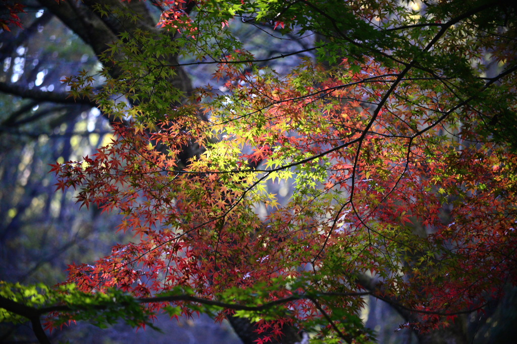 紅葉彩彩