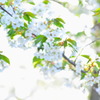 新緑の純白桜