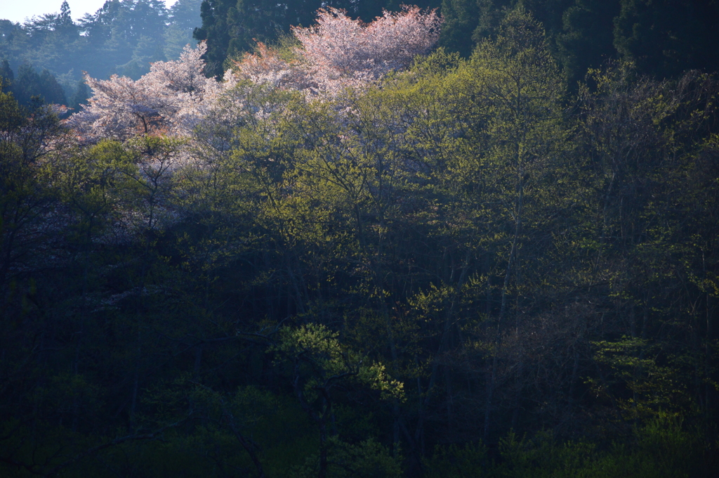 森桜