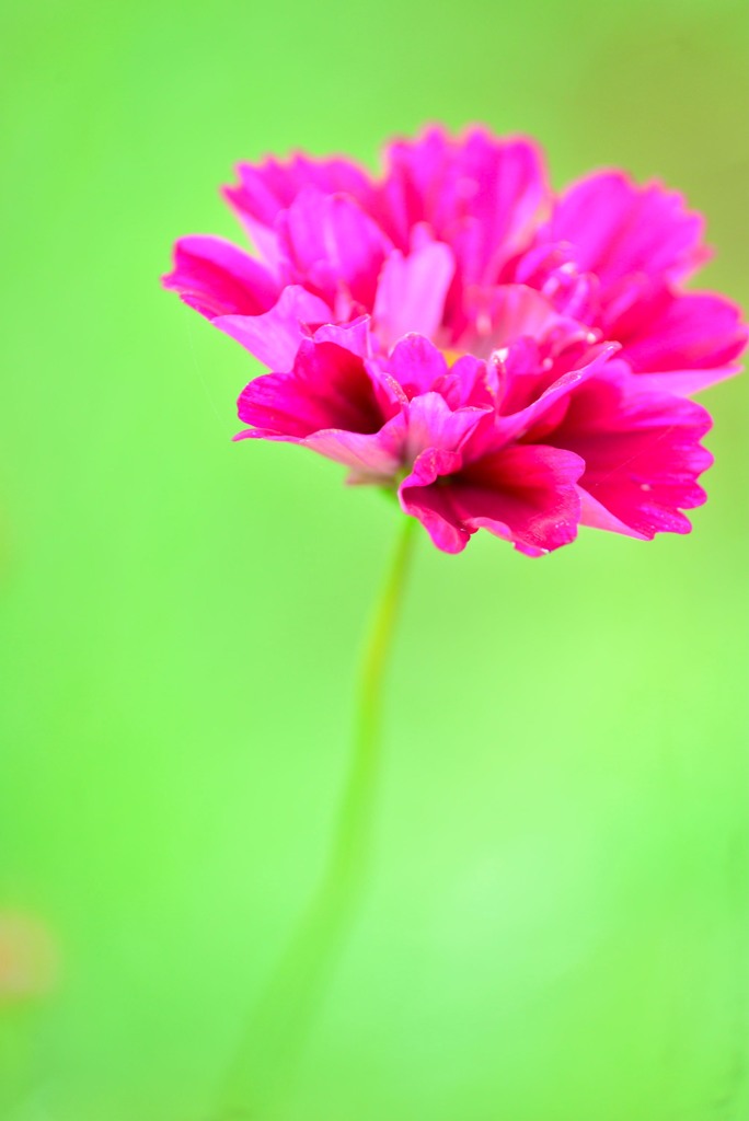 八重秋桜