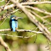 池のカワセミ