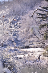 雪に染まる