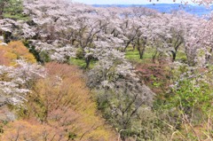 ソメイヨシノの里山