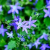 星花