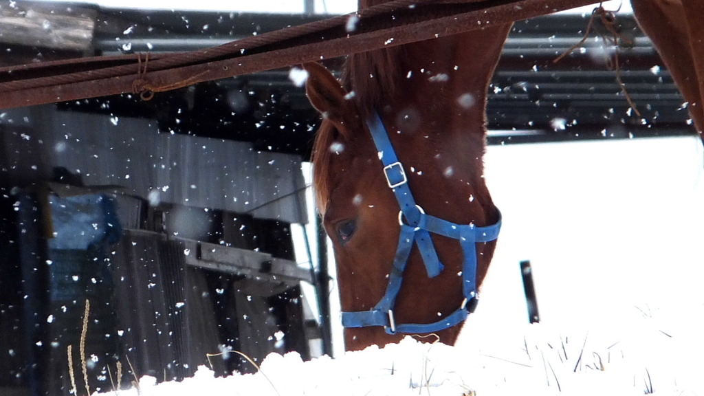 雪に馬