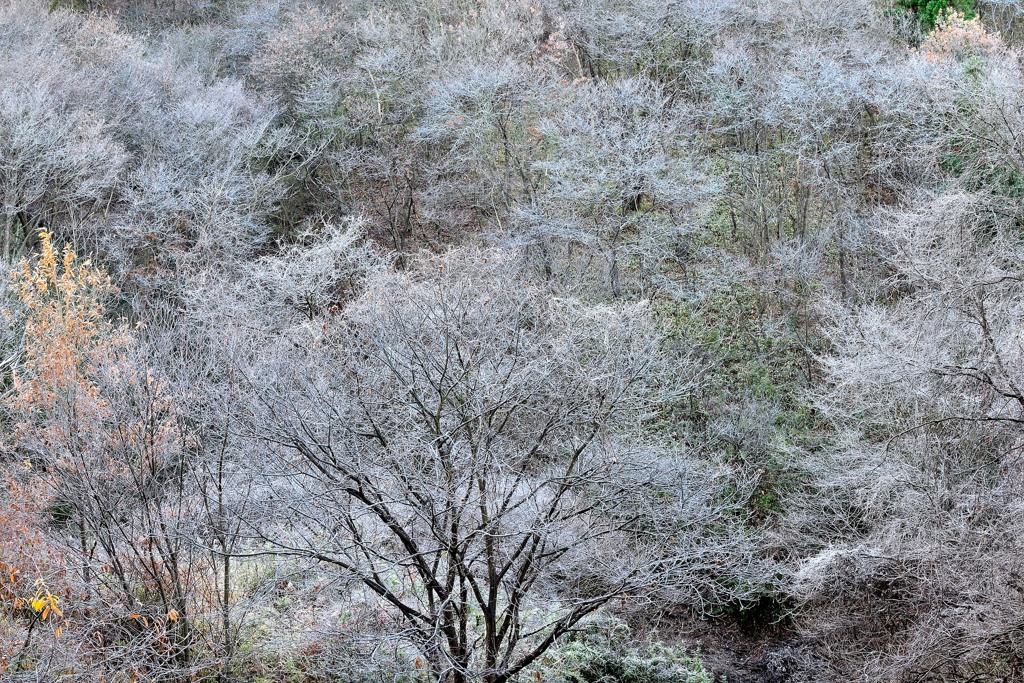 里山の朝に