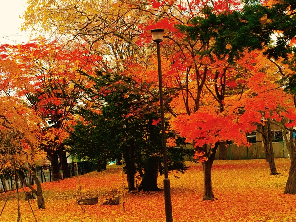 MOMIJI