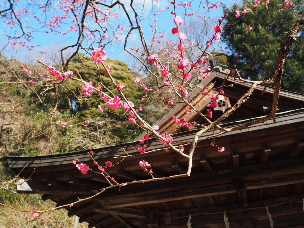 道真の季節