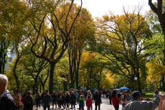 Autumn leaves in central park