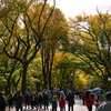 Autumn leaves in central park