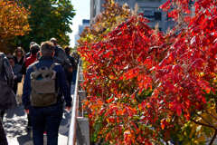 Autumn at High Line