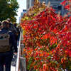 Autumn at High Line