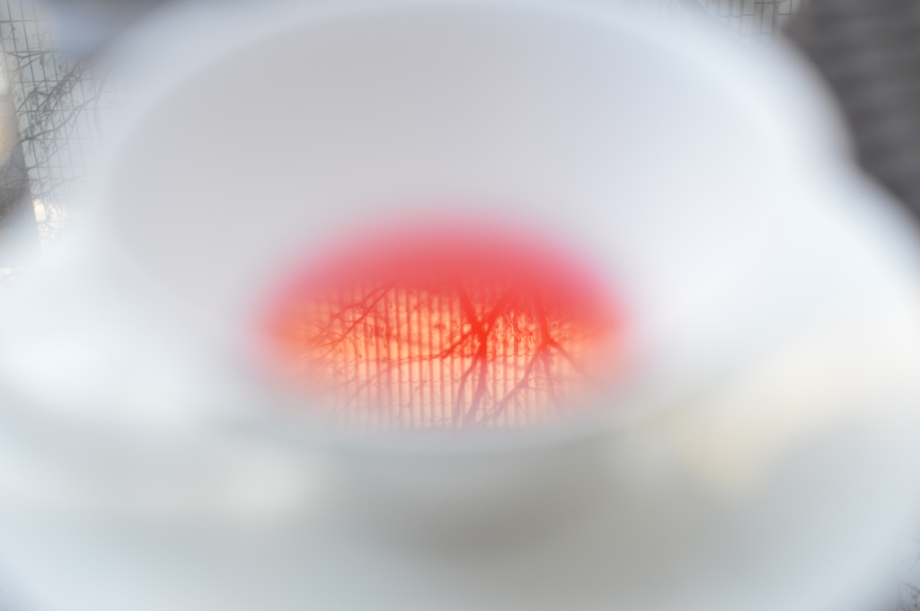 紅茶に写る木