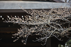 桜　標本木