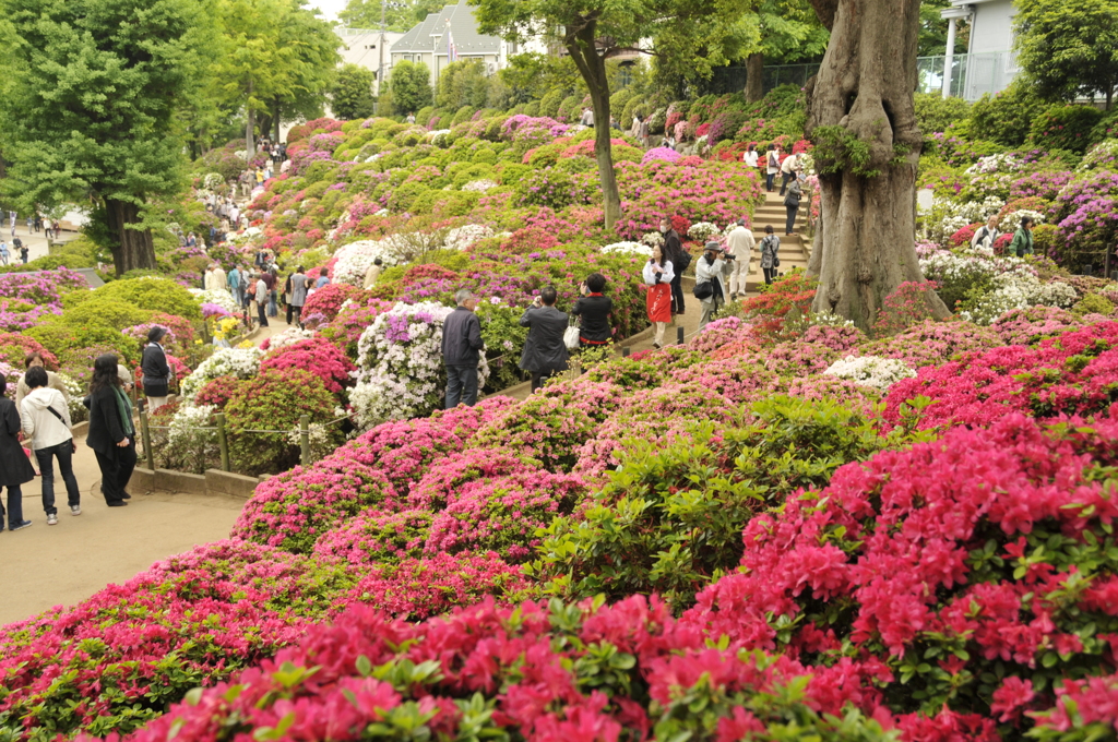 つつじ祭り　Ⅰ