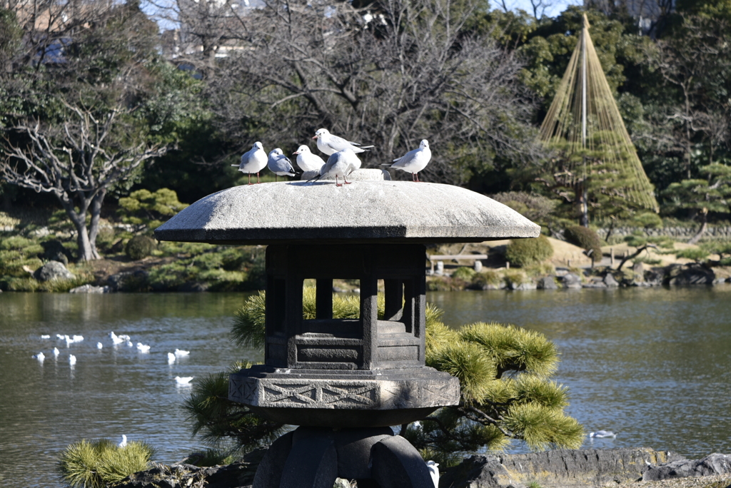 清澄庭園にて