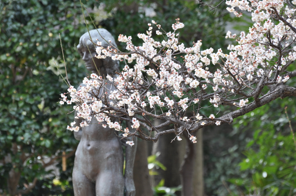 市川　春の花 018