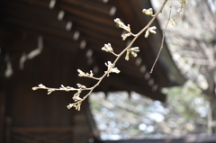 桜　標本木