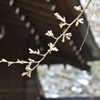 桜　標本木