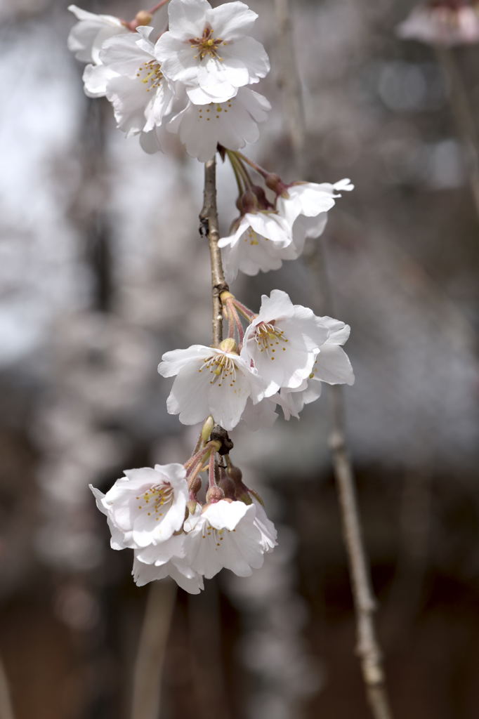 真間山弘法寺　しだれ桜