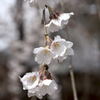 真間山弘法寺　しだれ桜