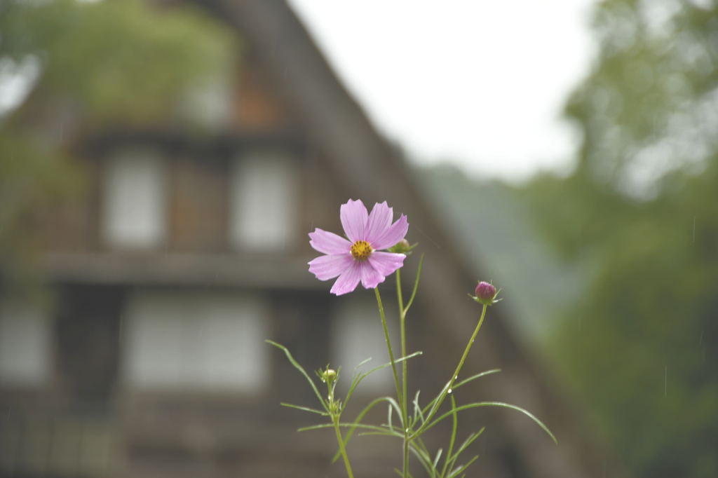 白川郷の秋桜