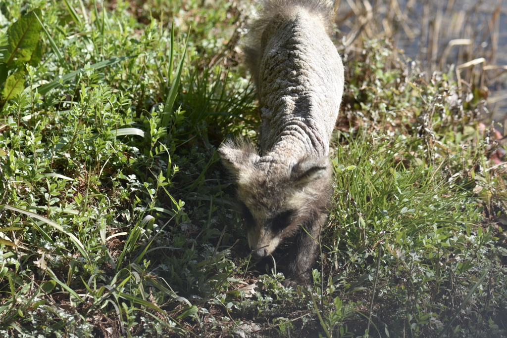 野生の狸