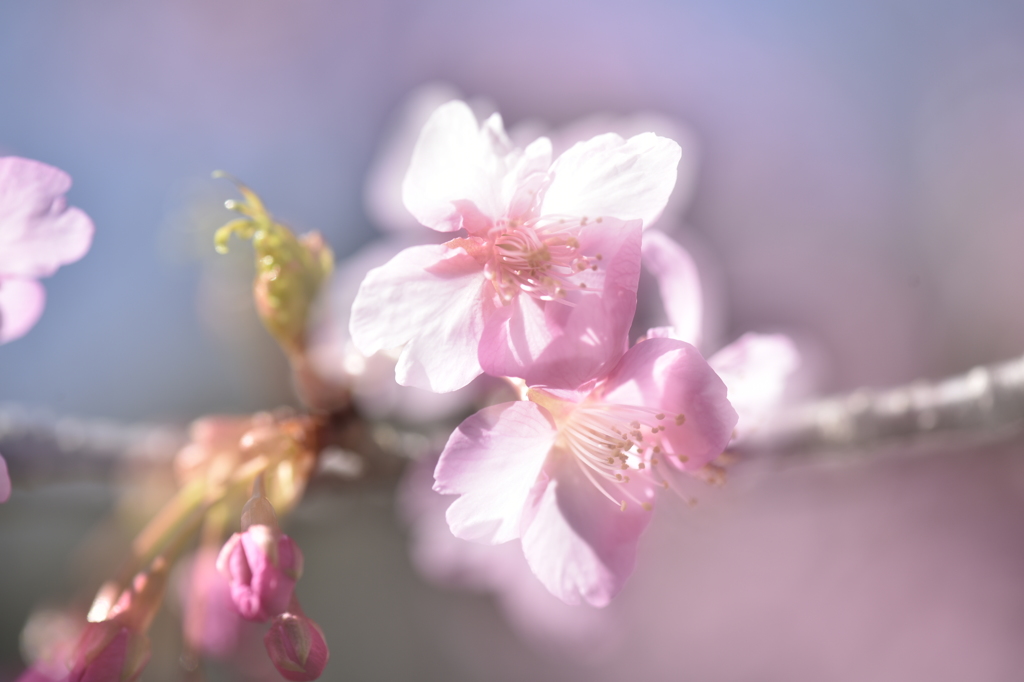 三浦海岸　河津桜