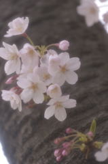 江戸城祉の桜　Ⅱ
