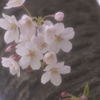 江戸城祉の桜　Ⅱ