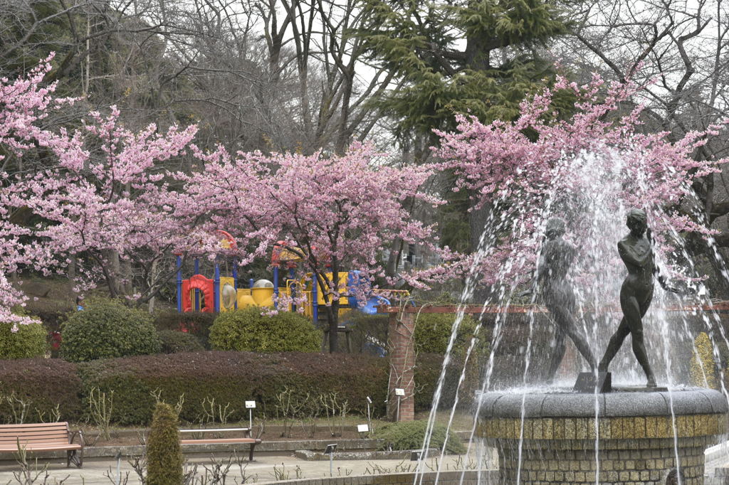 里見公園　河津桜