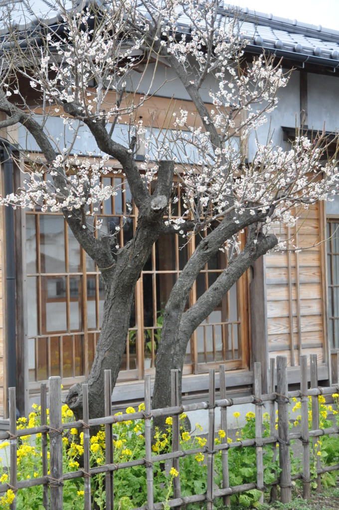 市川　春の花 012