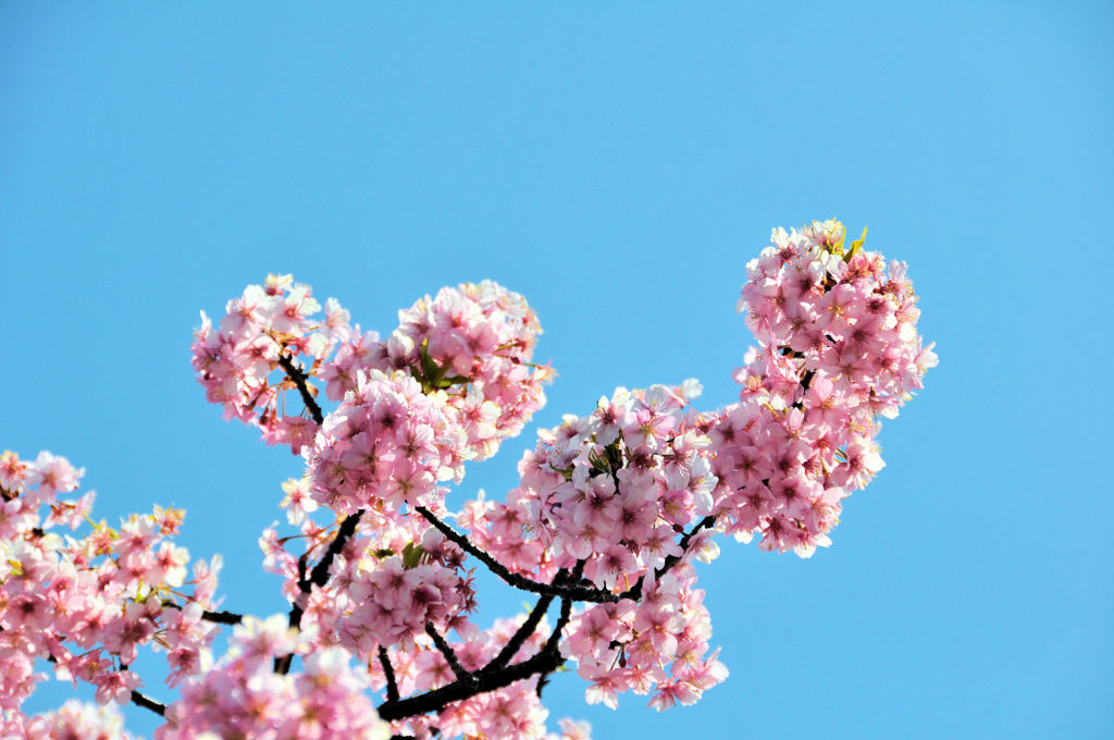 行徳，河津桜 007