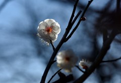 白梅　２